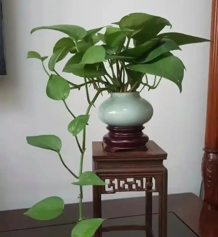 黃金葛究竟「喜光」還是「喜陰」?很多人都做錯,難怪黃葉養不好!