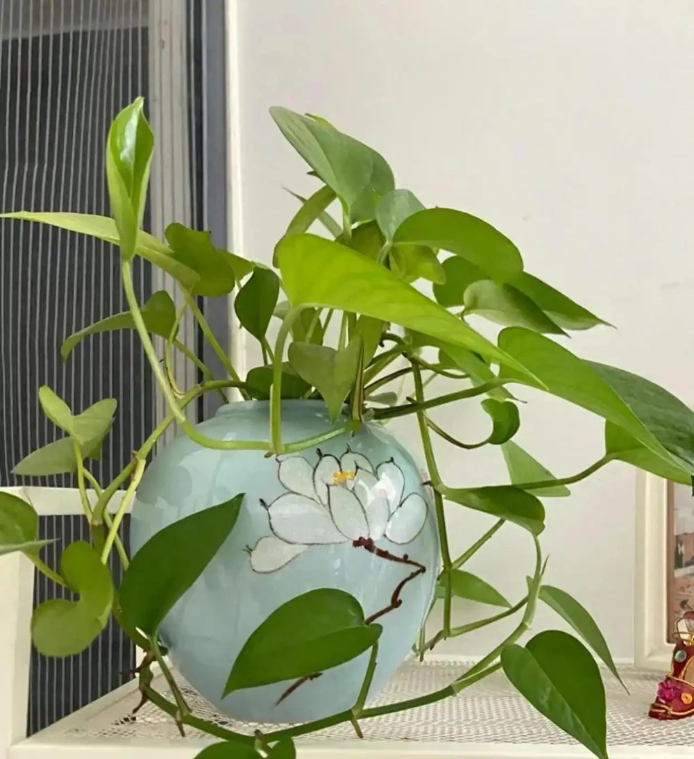 黃金葛究竟「喜光」還是「喜陰」?很多人都做錯,難怪黃葉養不好!
