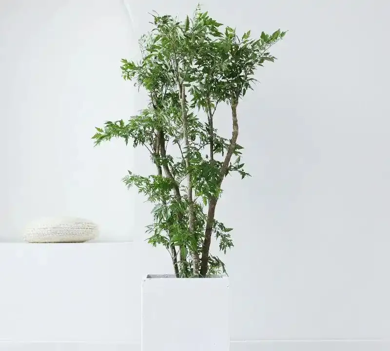 2025客廳C位綠植指南：12款「門面擔當」，懶人也能養出高階感！