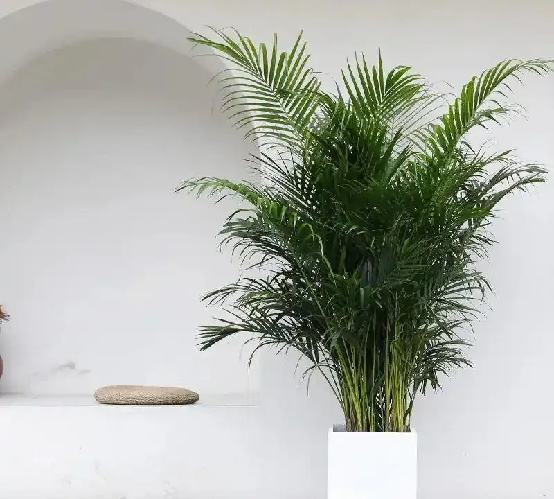 2025客廳C位綠植指南：12款「門面擔當」，懶人也能養出高階感！