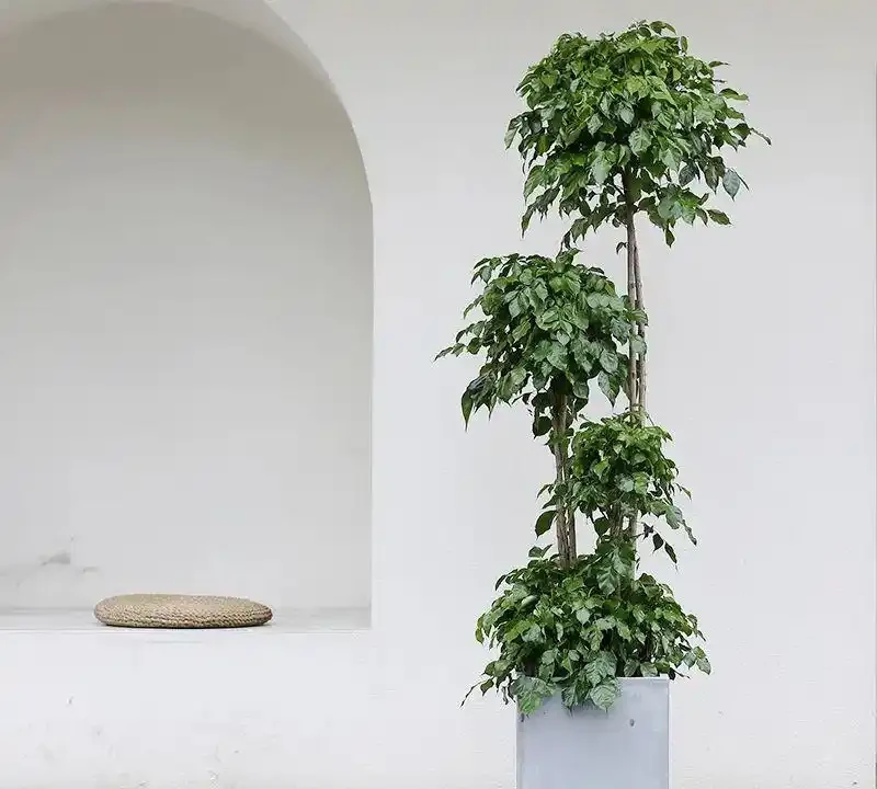 2025客廳C位綠植指南：12款「門面擔當」，懶人也能養出高階感！