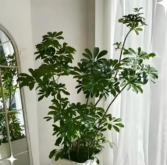 鵝掌藤養殖秘籍:澆水與修剪全攻略