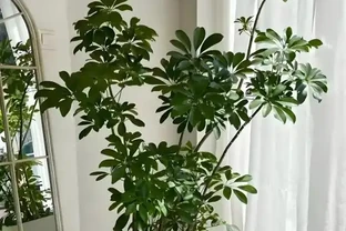 鵝掌藤養殖秘籍：澆水與修剪全攻略