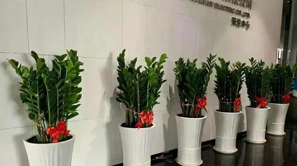 5 種好養又吉利的花卉,客廳擺放寓意旺,顏值高還省心!