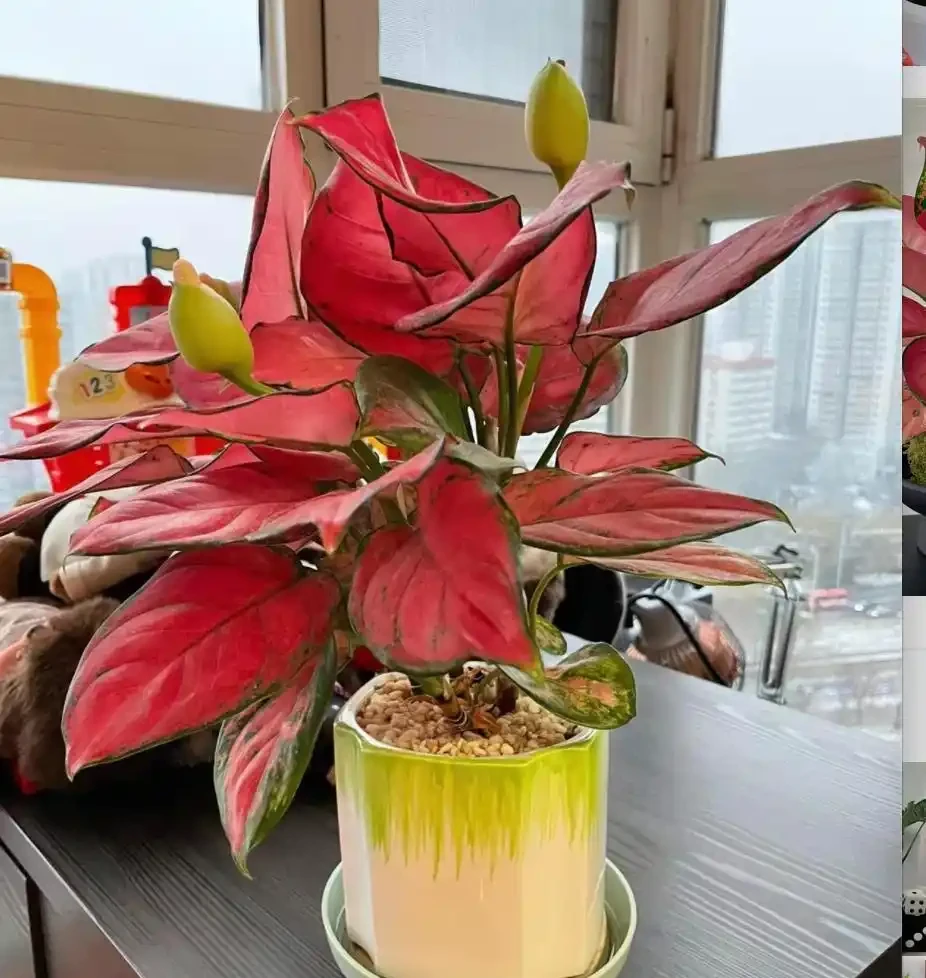5 種好養又吉利的花卉,客廳擺放寓意旺,顏值高還省心!