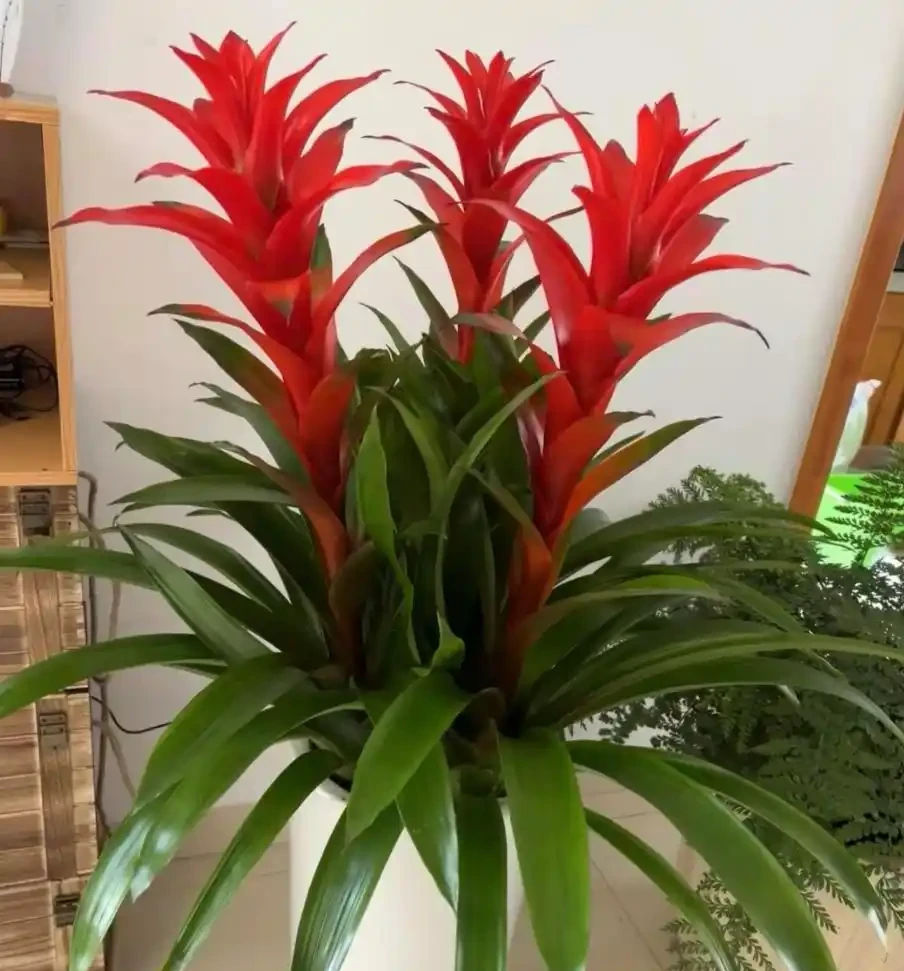5 種好養又吉利的花卉,客廳擺放寓意旺,顏值高還省心!