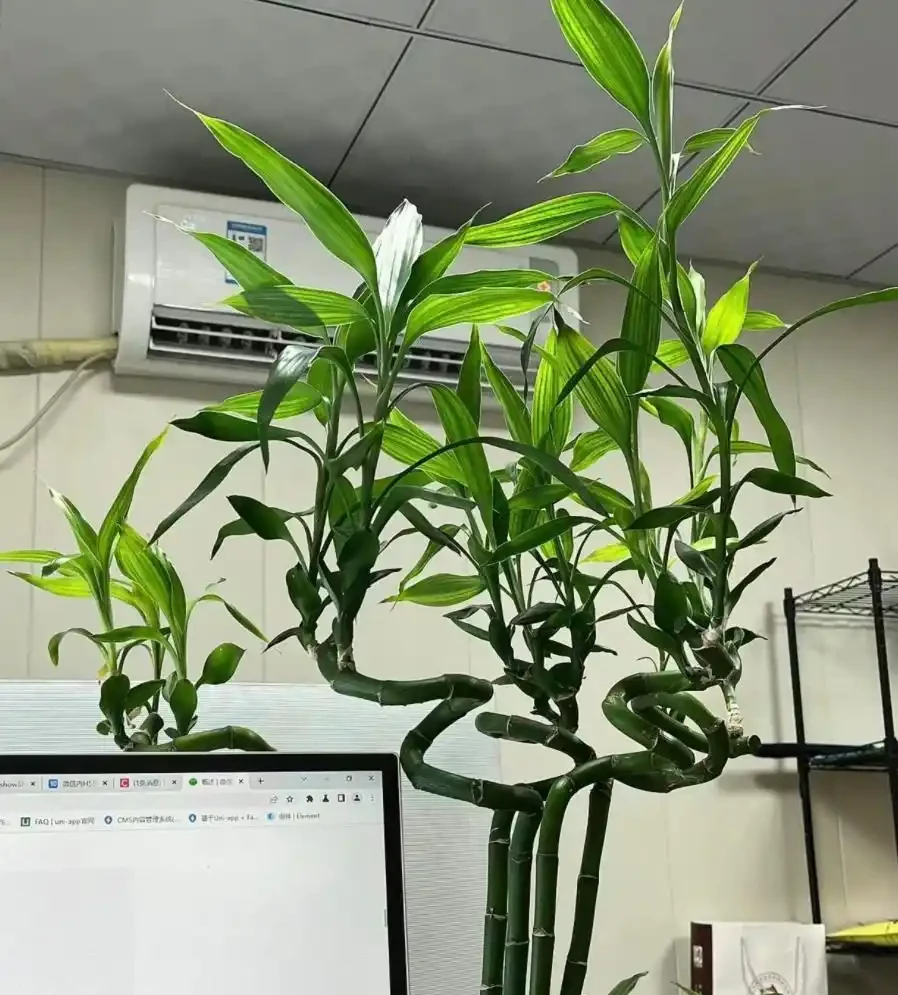 5 種好養又吉利的花卉,客廳擺放寓意旺,顏值高還省心!