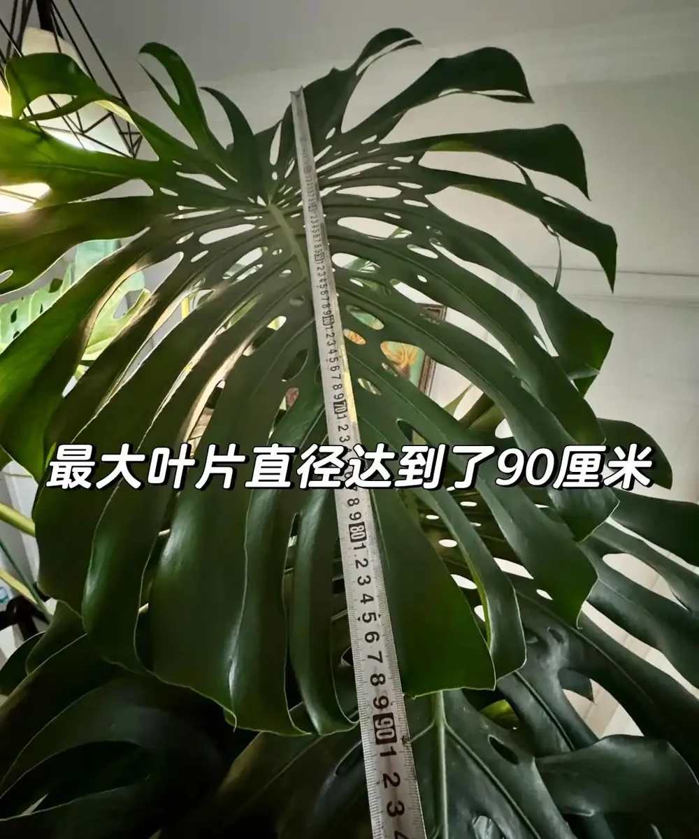 東北一大姐養龜背芋,喂點「神仙水」,葉片賽鍋蓋,綠得晃人眼