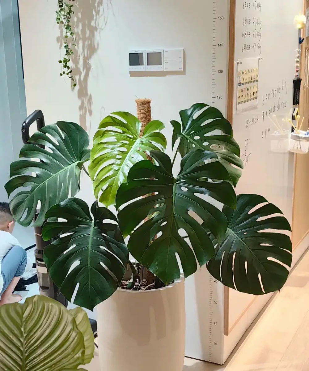 東北一大姐養龜背芋,喂點「神仙水」,葉片賽鍋蓋,綠得晃人眼