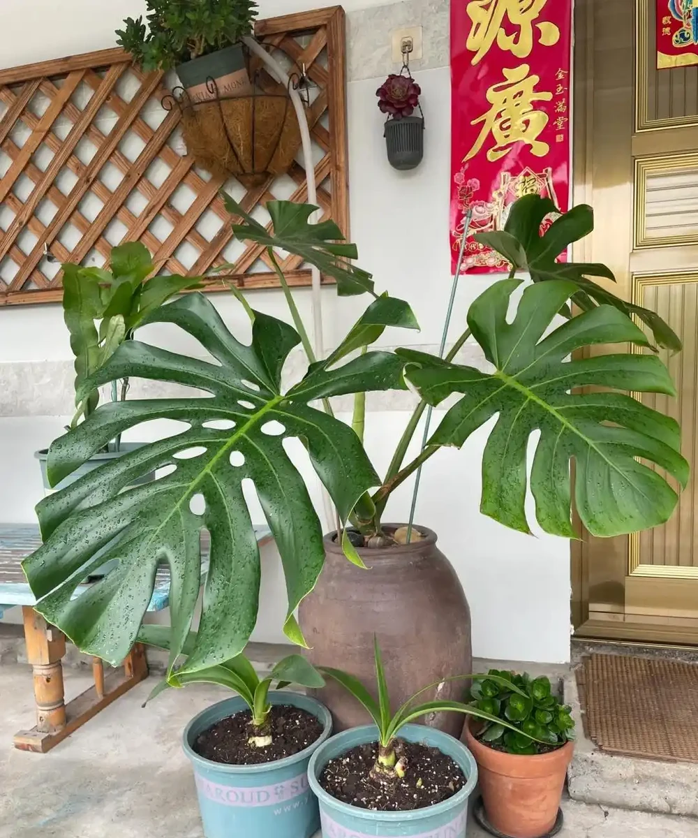 東北一大姐養龜背芋,喂點「神仙水」,葉片賽鍋蓋,綠得晃人眼