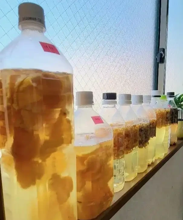 東北一大姐養龜背芋,喂點「神仙水」,葉片賽鍋蓋,綠得晃人眼