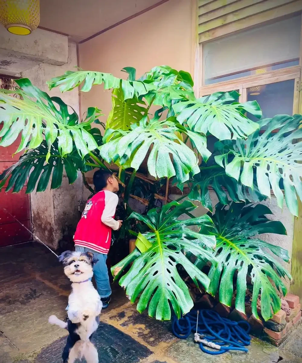 東北一大姐養龜背芋,喂點「神仙水」,葉片賽鍋蓋,綠得晃人眼