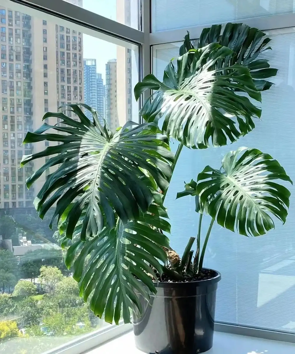 東北一大姐養龜背芋,喂點「神仙水」,葉片賽鍋蓋,綠得晃人眼
