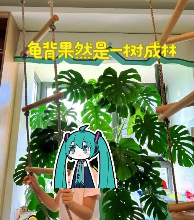 東北一大姐養龜背芋,喂點「神仙水」,葉片賽鍋蓋,綠得晃人眼