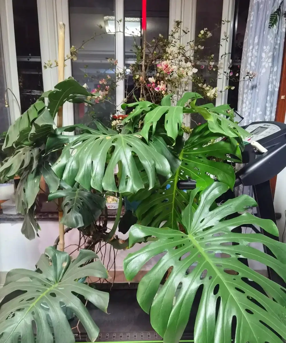 東北一大姐養龜背芋,喂點「神仙水」,葉片賽鍋蓋,綠得晃人眼