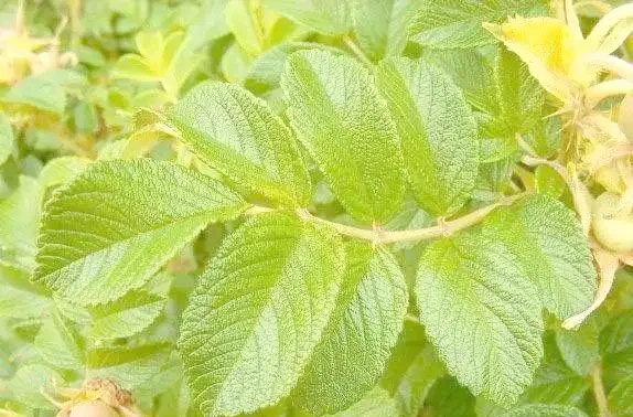 月季、玫瑰與薔薇的對比與識別