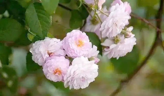 月季、玫瑰與薔薇的對比與識別