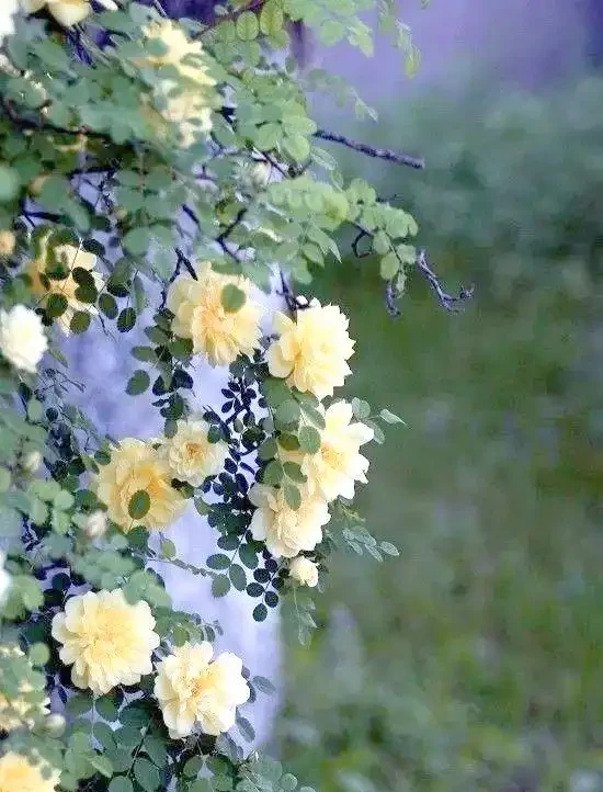 月季、玫瑰與薔薇的對比與識別