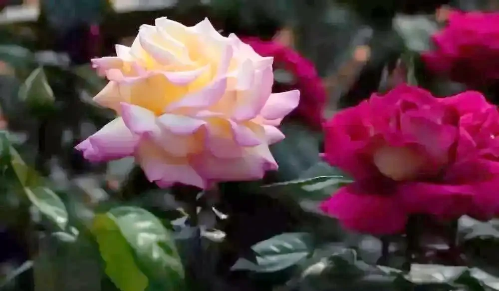 月季、玫瑰與薔薇的對比與識別