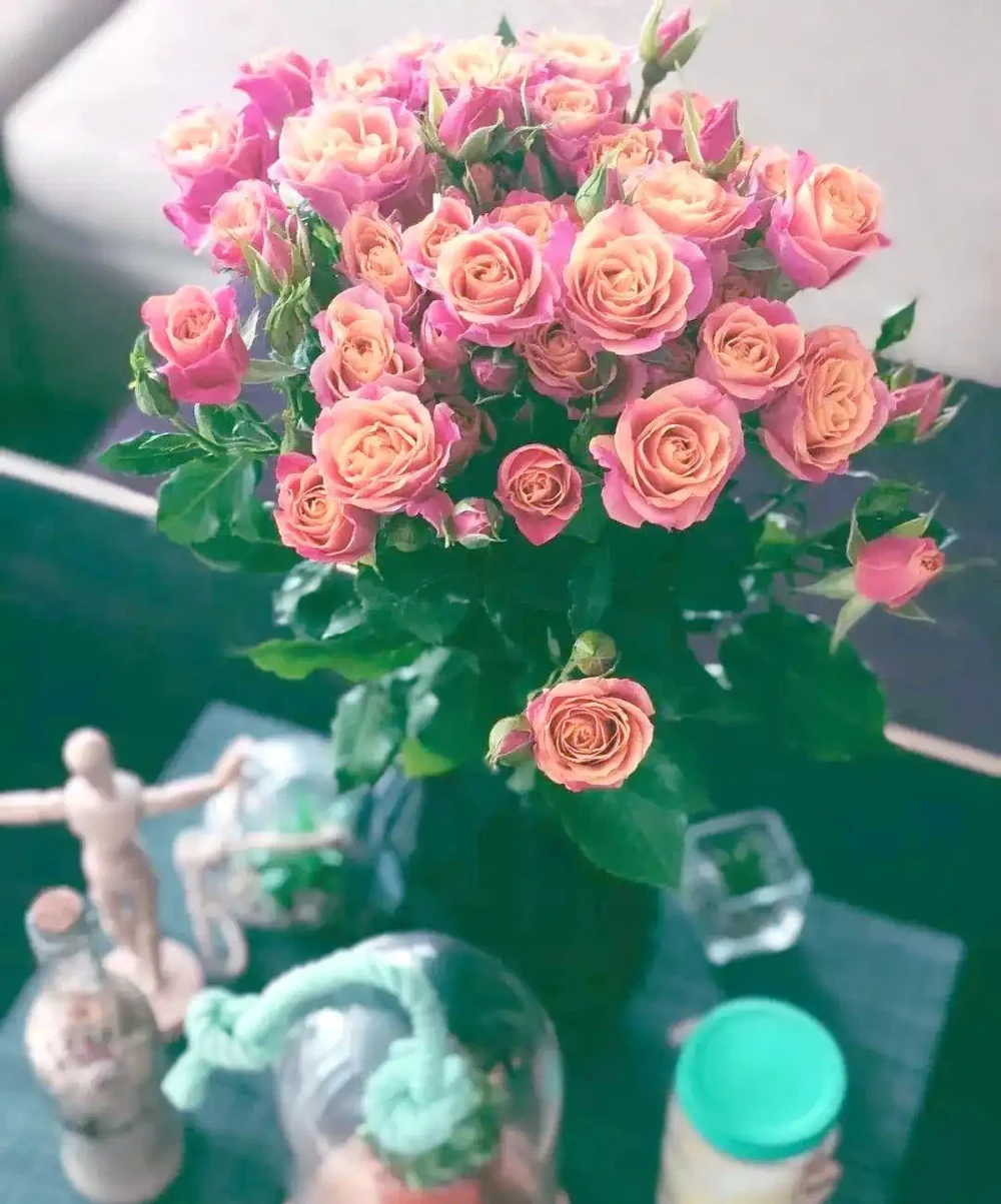 月季、玫瑰與薔薇的對比與識別