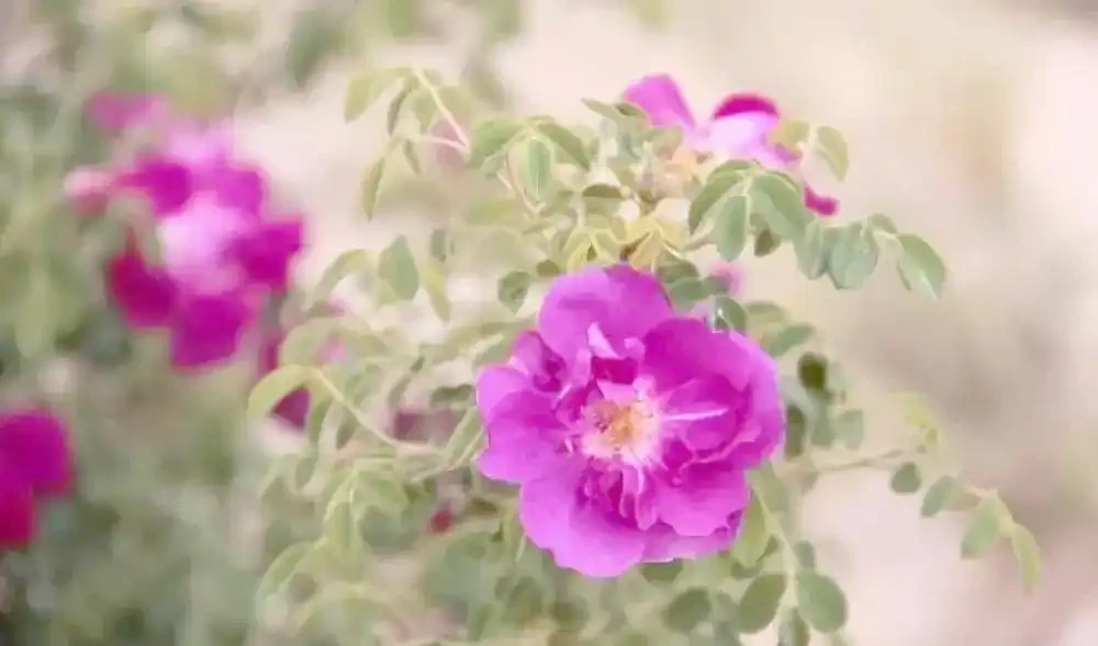 月季、玫瑰與薔薇的對比與識別
