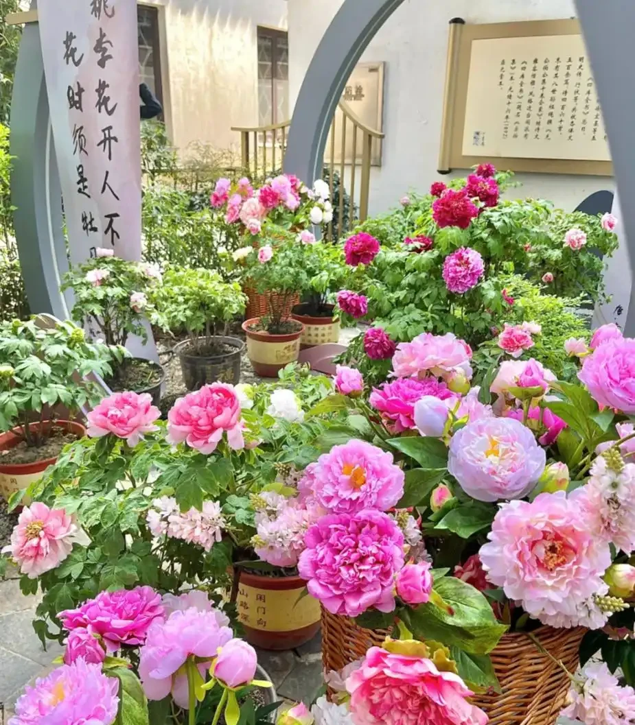 適合栽在院子的8種花,開花期長到離譜,花開浪漫時,太治癒!
