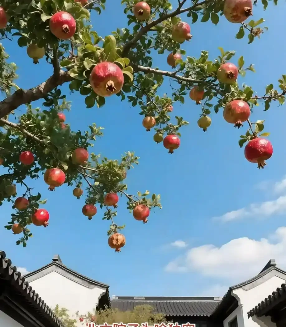 適合栽在院子的8種花,開花期長到離譜,花開浪漫時,太治癒!