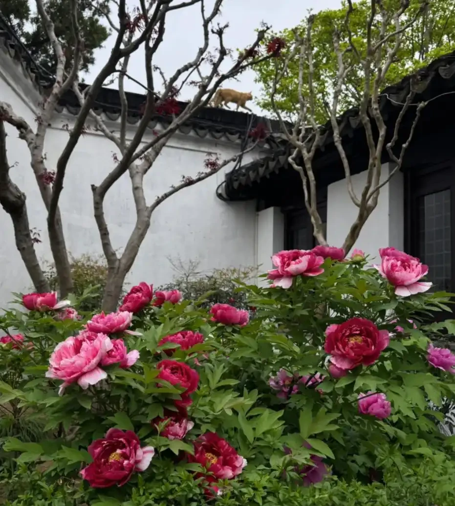 適合栽在院子的8種花,開花期長到離譜,花開浪漫時,太治癒!