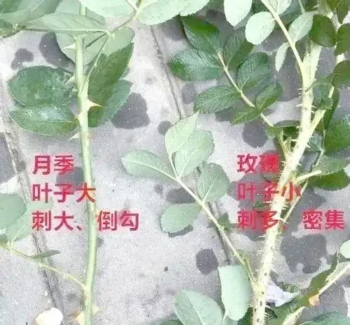 月季、玫瑰與薔薇的對比與識別