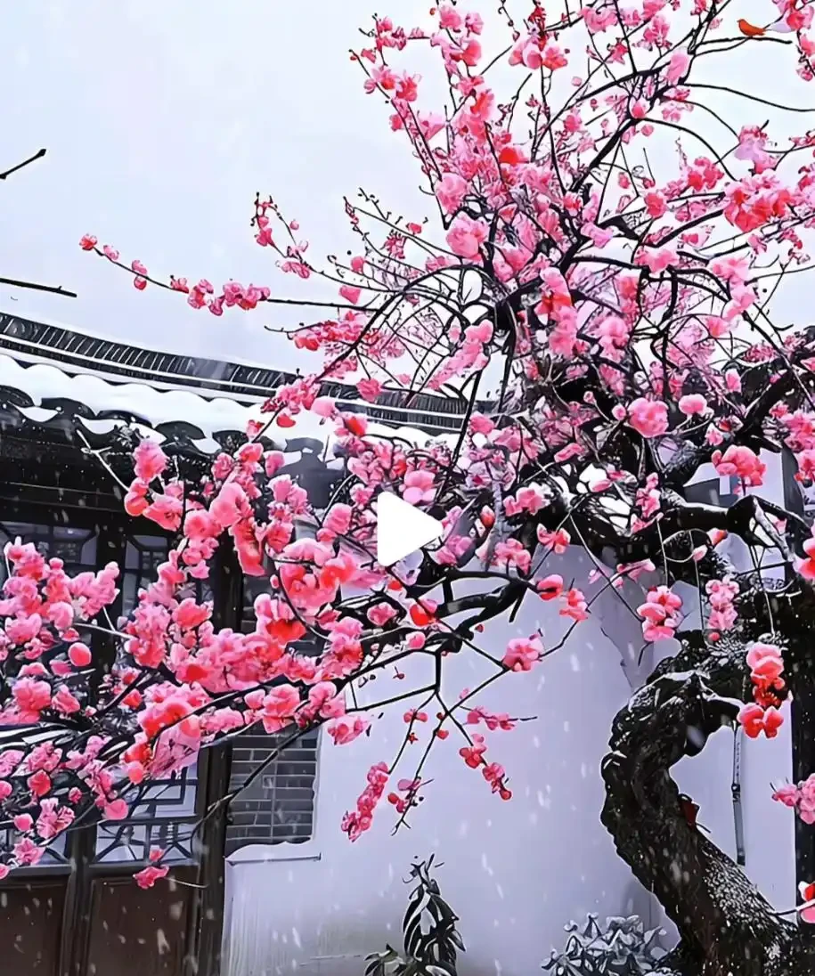 適合栽在院子的8種花,開花期長到離譜,花開浪漫時,太治癒!