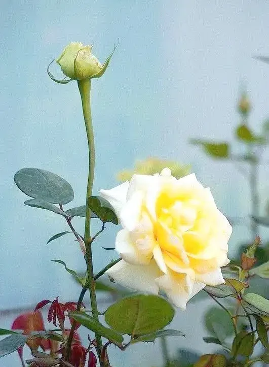 月季、玫瑰與薔薇的對比與識別