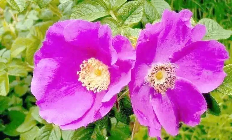 月季、玫瑰與薔薇的對比與識別
