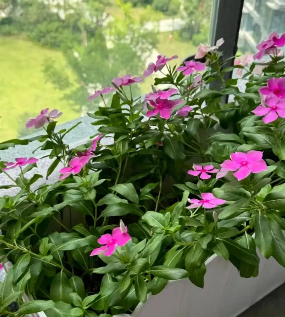 適合栽在院子的8種花,開花期長到離譜,花開浪漫時,太治癒!