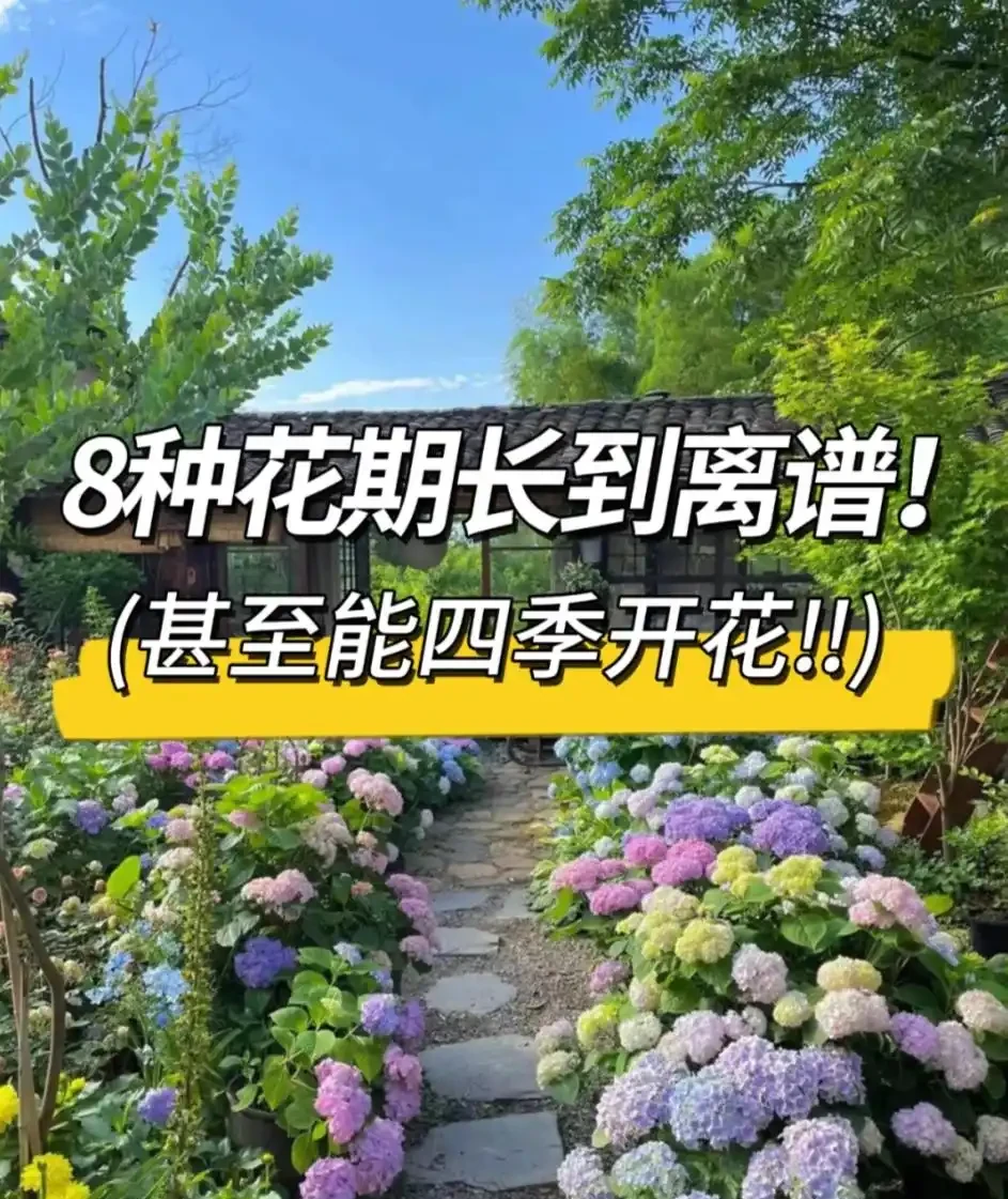 適合栽在院子的8種花,開花期長到離譜,花開浪漫時,太治癒!