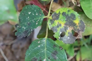 解決方法：四季木樨葉子乾枯脫落怎麼辦