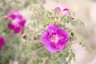 月季、玫瑰與薔薇的對比與識別