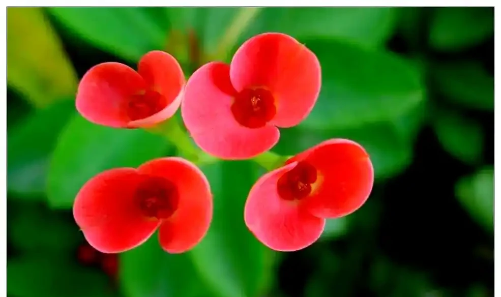 全球開花期最長的八種花卉及其養護指南