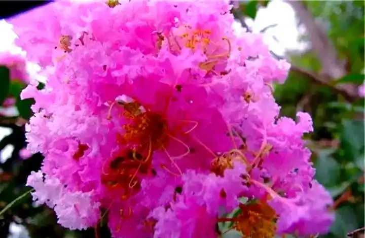 全球開花期最長的八種花卉及其養護指南