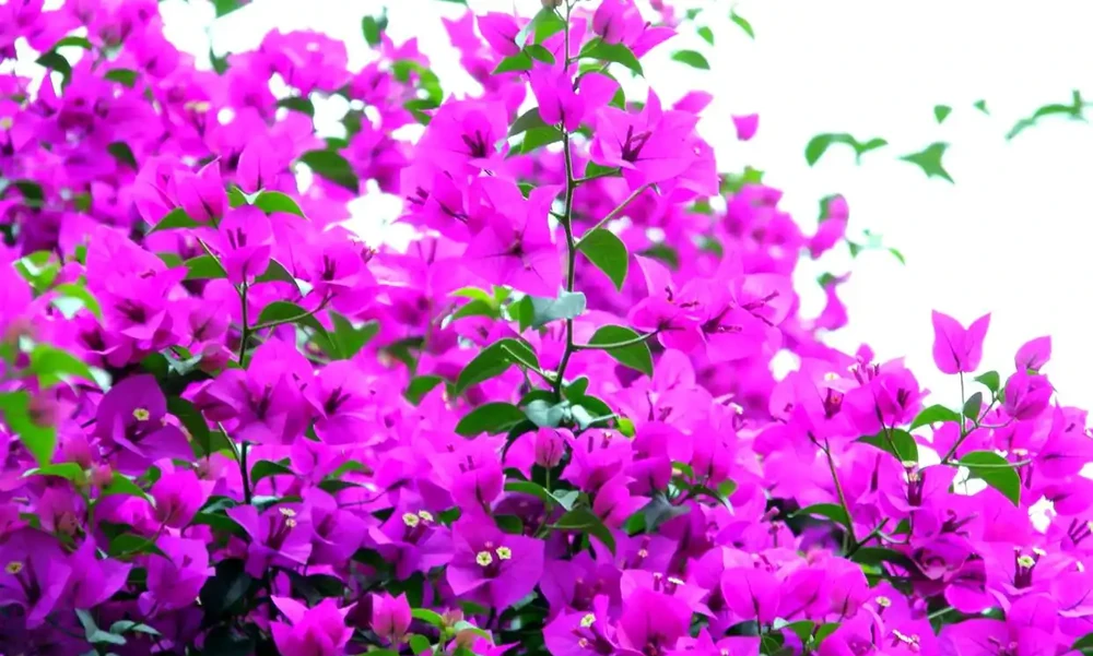全球開花期最長的八種花卉及其養護指南