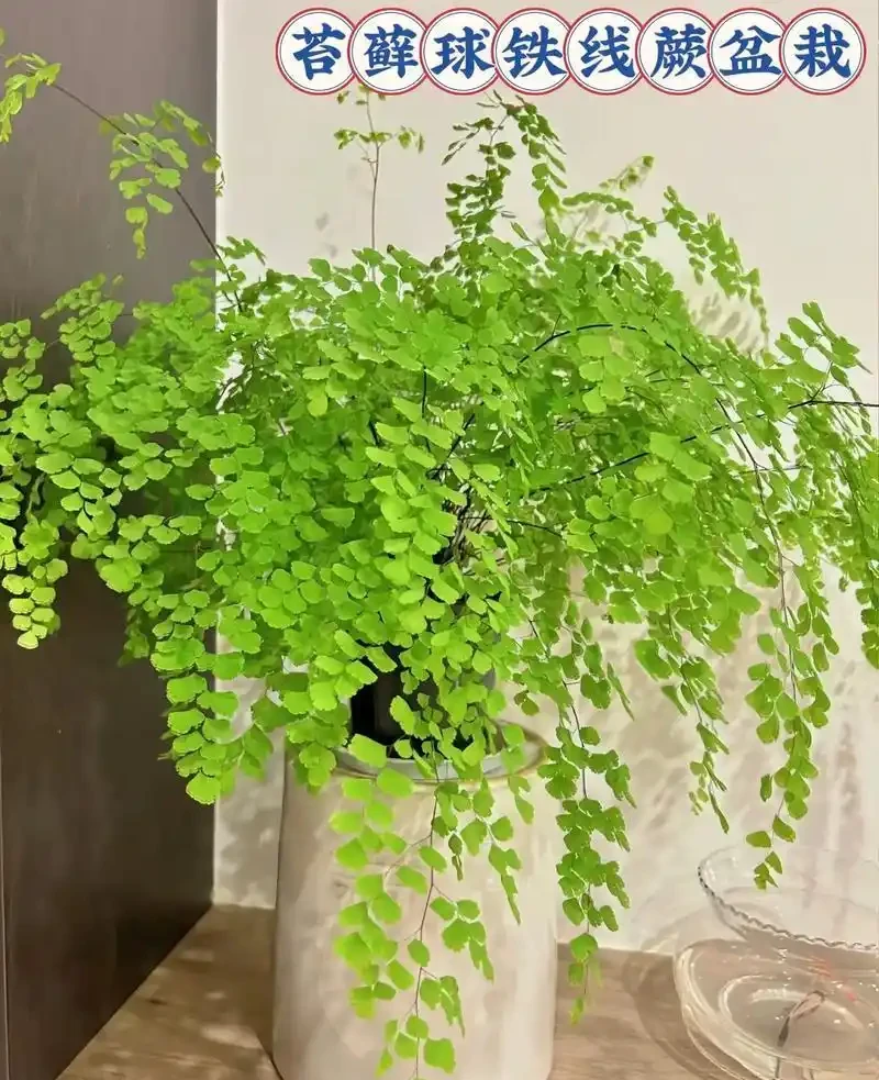 十大喜陰綠植,打造室內綠色氧吧