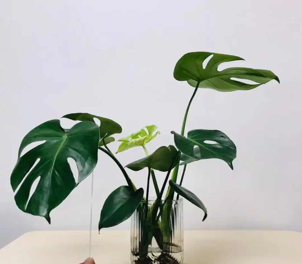 龜背芋澆水的正確方法,龜背芋總黃葉枯萎?看看是不是澆水沒做對