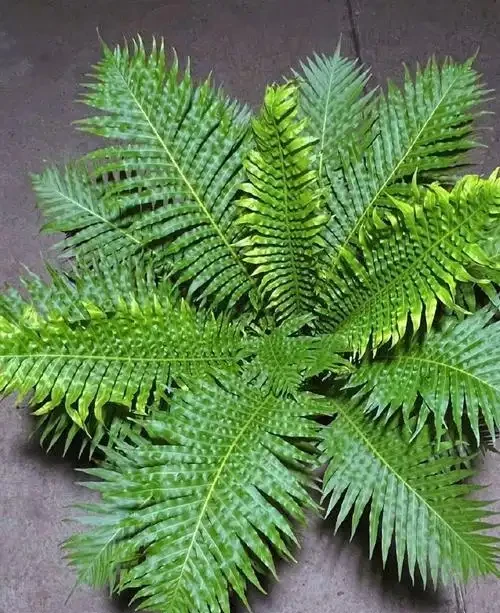 十大喜陰綠植,打造室內綠色氧吧