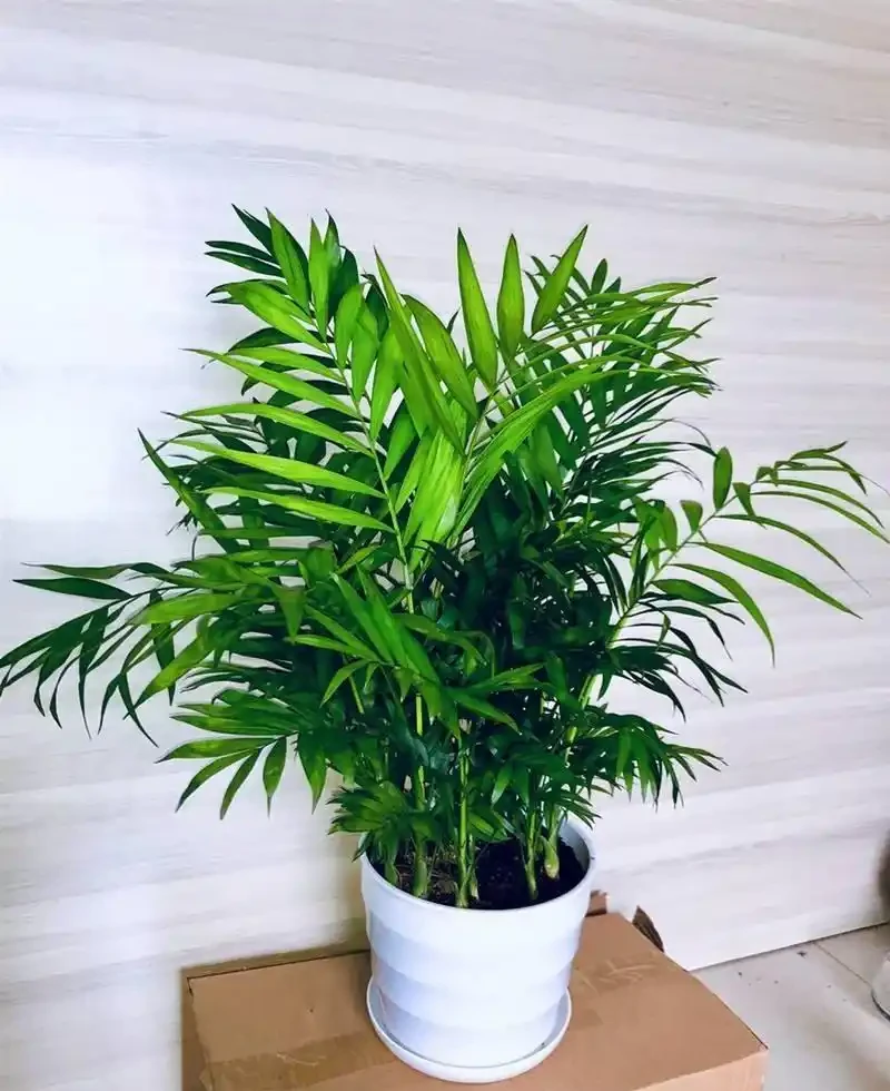 十大喜陰綠植,打造室內綠色氧吧