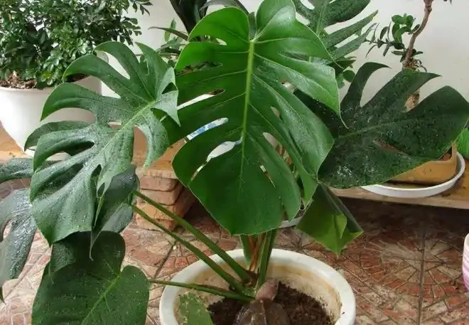 龜背芋澆水的正確方法,龜背芋總黃葉枯萎?看看是不是澆水沒做對