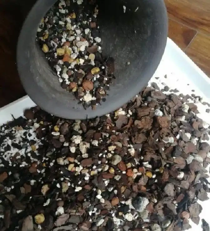 蘭花根系突然粗壯的關鍵原來在這裡