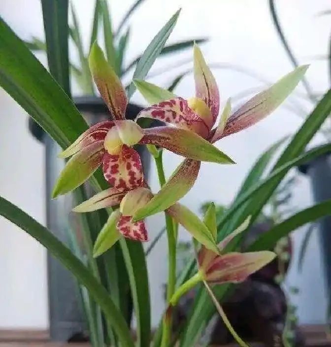 蘭花根系突然粗壯的關鍵原來在這裡