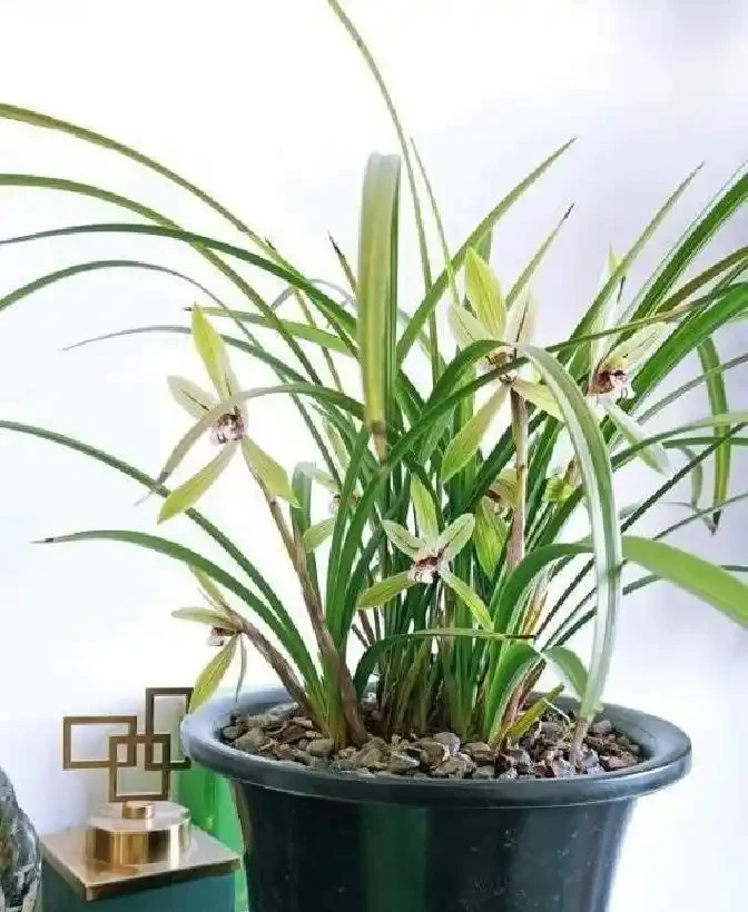 蘭花根系突然粗壯的關鍵原來在這裡