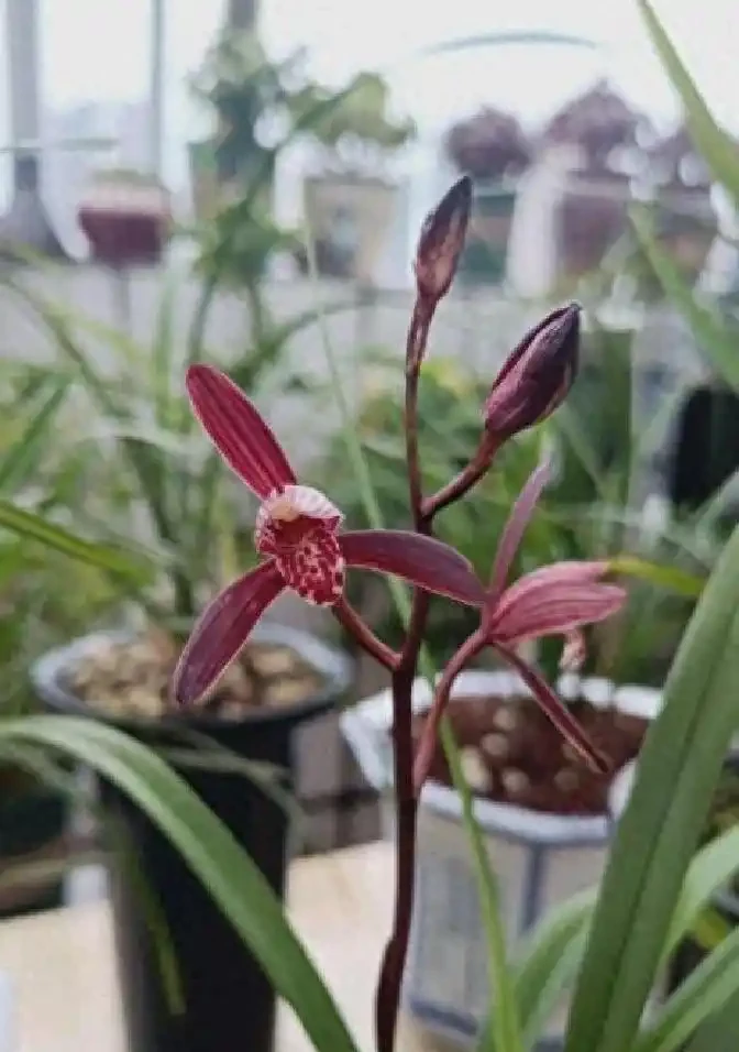 蘭花根系突然粗壯的關鍵原來在這裡