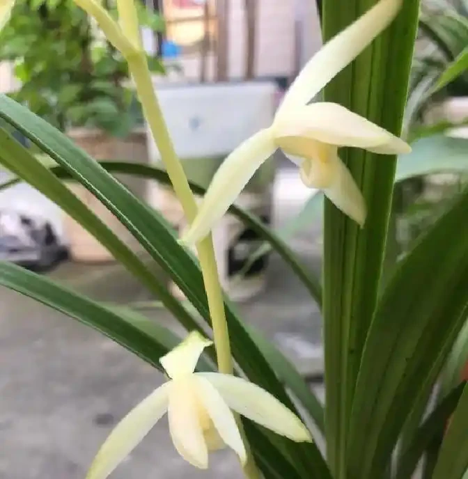 蘭花根系突然粗壯的關鍵原來在這裡