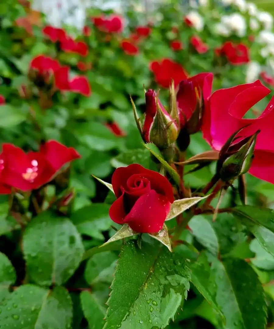 玫瑰花